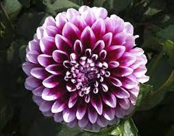 Maybe you would like to learn more about one of these? 100 Gambar Bunga Berbagai Jenis Yang Indah Cantik Mahal Dan Langka Kozio Com