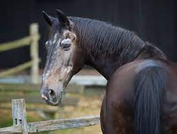 How Long Do Horses Live Seriously Equestrian