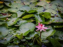 It's an aquatic blossom that seems to float on the water. 20 Lotus Flower Quotes To Inspire Growth New Beginnings Healing Brave