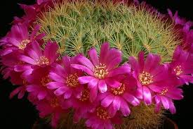 Cactus con flores - Imagui
