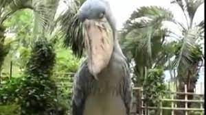 Utterly unique bird that makes up its own family. Shoebill Stork Sounds Like A Predator Youtube