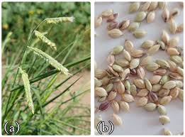 Image result for Eriochloa