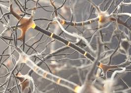 Weakness and tingling in your extremities are usually the first symptoms. Stichting Gbs Guillain Barre Syndroom