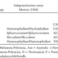 Image result for Trichomanes crispiforme