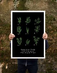 Botanical Chart Herbs Poster By Anek Kitchn