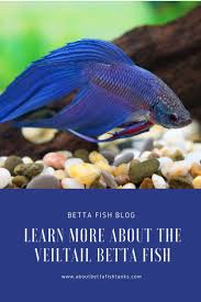 Here Are A Few Interesting Facts On The Veiltail Betta That Might Interest You Betta Fish Betta Betta Fish Tank
