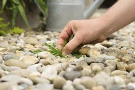 Essigsaure Gegen Unkraut Die Besten Tipps Hausmittel Gegen Unkraut Unkraut Unkrautvernichter Essig