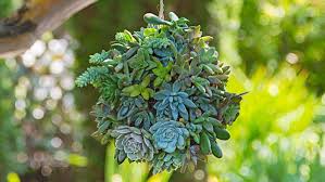 Succulents like partial to full sun. Hanging Succulent Ball
