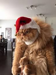 Merry Go F Ck Yourself Funny Animal Pictures Funny Animals Funny Animal Videos