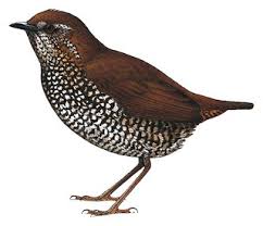 Image result for Aristida mollissima