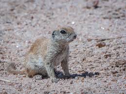 The average of 6 to 7 young are born in the middle of march or april. Round Tailed Ground Squirrel Photograph By Tamera Wohlever