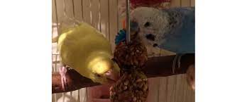 Homemade Bird Treats All Pets Education And Training