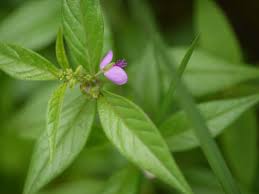 Image result for Polygala persicariifolia