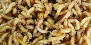 9 Etapes Pour Savoir Comment Coller Des Asticots Pour La Peche Au Coup