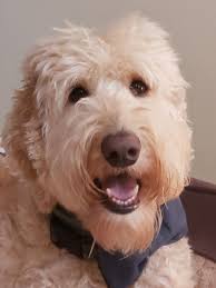 Find local goldendoodle puppies for sale and dogs for adoption near you. Rescue Goldendoodle Goldendoodle Goldendoodle Puppy Golden Retriever Photography