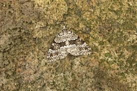 Image result for Entephria caesiata