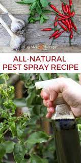 It uses garlic, cayenne pepper, onion (and a secret ingredient) to deter the bugs. Natural Pest Control Spray With Herbs Garden Therapy