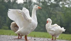 How To Use Geese Effectively As Guard Animals Hobby Farms