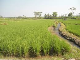 We did not find results for: Sewa Lahan Perburuk Kesejahteraan Petani Program Alsintan Gagal Pontas