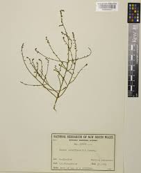 Image result for Lopholaena sp.no.1