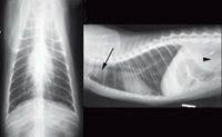 The symptoms indicative of intestinal tumors include weight loss, diarrhea, vomiting, anorexia. A Challenging Case A Cat With Weight Loss And An Abdominal Mass