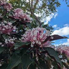 Image result for Clerodendrum melanocrater