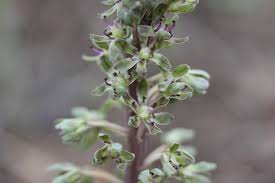 Image result for Siphonochilus longitubus