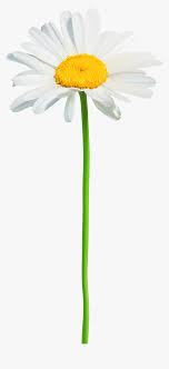 Large collections of hd transparent daisy flower png images for free download. Png Clip Art Image Transparent Background Daisy Flower Clipart Png Download Transparent Png Image Pngitem