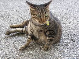 Untuk itu, kamu harus mengetahui tafsir di balik mimpi yang dialami arti mimpi kucing adalah menandakan sensitivitas, kepandaian, rezeki, percaya diri, dan juga kemampuan diri. Halaman 18 Gratis Jalan Kucing Foto Piqsels