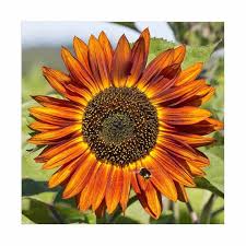 Bunga ini pernah laku di sebuah lelang yang diadaakan di china dengan harga lebih dari $200.000 atau 200 juta rupiah. 21 Bunga Matahari Life Style News