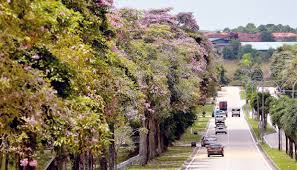 Compare prices for trains, buses, ferries and flights. Malaysia S Own Sakura Trees Tecoma And Where To Find Them The Star