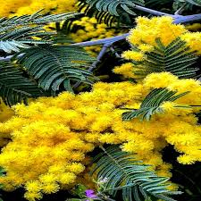 Image result for Mimosa