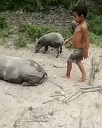 Your daily dose of fun! Pin Oleh Czarek Czarek Di Humor Funny Video Hewan Lucu Hewan Lucu Video Lucu