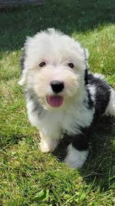 Sometimes, this mini version will mature larger or smaller than the others. Mini Sheepadoodle Puppies For Sale Lancaster Puppies