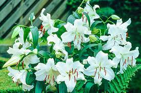 Choose from several unique packages including themed weddings aboard our song ship within sirens cove or intimate traditional ceremonies in our west chapel. Wholesale Flower Bulbs And Perennials K Van Bourgondien