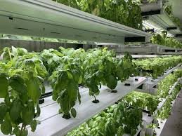 The kratky method is undoubtedly one of the simplest hydroponic plans you may begin on your own within several hours. How Much Do Hydroponic Systems Cost Pure Greens Custom Container Farms