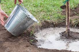 Default sorting sort by popularity sort by average rating sort by latest sort by price: Watering Fruit Tree Seedlings After Planting Into Soil Gardening Stock Photo Picture And Royalty Free Image Image 81915344