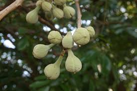 Image result for Trichilia emetica