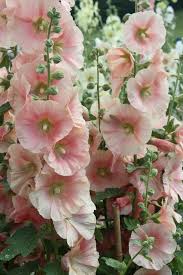 Hollyhocks are biennial plants in many climates, meaning they grow leaves the first year and hollyhocks will reseed themselves for subsequent growing years. Hollyhocks Flower Garden Plants Flowers Beautiful Flowers