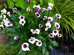 Image result for Zantedeschia aethiopica