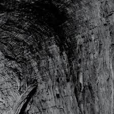 Image result for Stemodiopsis glandulosa