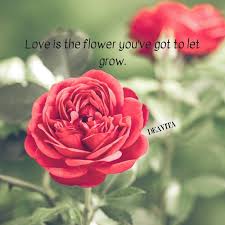 Explore 458 flowers quotes by authors including henri matisse, joseph b. 30 Beautiful Cards And Flower Quotes To Make Someone Happy