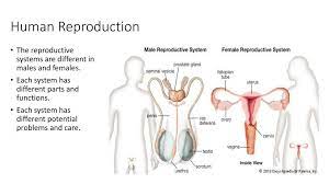 Male Reproductive Systems Ppt Download