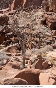 Image result for Sterculia quinqueloba