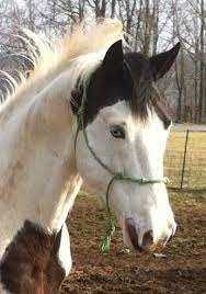 Sold Medicine Hat Tri Color Paint Gelding Horsetopia Forum Gelding Colour Painting Tri Color