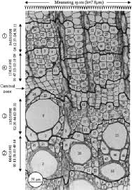 Image result for Xylopia wilwerthii