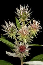 Image result for Macledium zeyheri