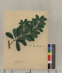 Image result for Inhambanella