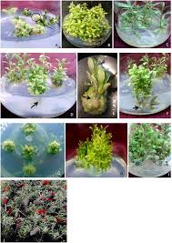 Browse the most recent florence, south carolina obituaries and condolences. A Novel Micropropagation Of Lycium Ruthenicum And Epigenetic Fidelity Assessment Of Three Types Of Micropropagated Plants In Vitro And Ex Vitro