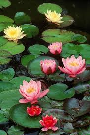 Water Lilies Water Lilies Beautiful Flowers Love Flowers